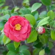 Pink Camellia Flower seeds for Planting Premium Quality Heirloom & GMO Free Seeds for Home Garden