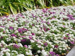 Alyssum Lobularia Flower seeds for Planting - Low Maintenance, Heirloom & GMO Free Seeds for Home Garden