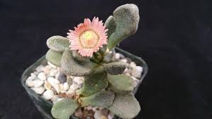 Titanopsis Fulleri Flower seeds for Planting - Low Maintenance, Heirloom & GMO Free Seeds for Home Garden