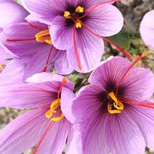 Pink Crocus Flower seeds for Planting - Bright Blooms, Heirloom & GMO Free Seeds for Home Garden