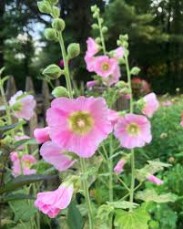 Baby Pink Hollyhock Flower seeds for Planting - Hardy Variety, Heirloom & GMO Free Seeds for Home Garden