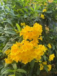 Esperanza Flower seeds for Planting - Vibrant Colors, Heirloom & GMO Free Seeds for Home Garden