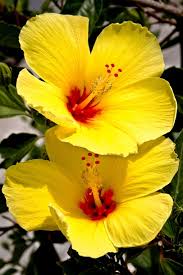 Yellow Hibiscus Flower Seeds for Planting Low Maintenance Heirloom & GMO Free Seeds for Home Garden
 
 Sale