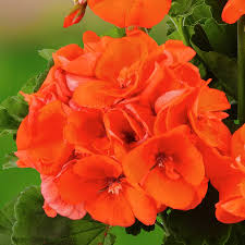 Orange Geranium Zonal Flower seeds for Planting - Sun Loving, Heirloom & GMO Free Seeds for Home Garden