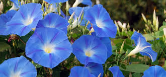 Giant Blue Moon Flower Seeds for Planting | Premium Flower Seeds for Vibrant Gardens