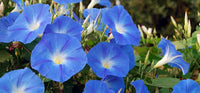 Giant Blue Moon Flower Seeds for Planting | Premium Flower Seeds for Vibrant Gardens