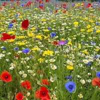Mix Perennial Flower Seeds Flower seeds for Planting Compact Growth Heirloom & GMO Free Seeds for Home Garden