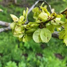 Dark Green Elm Flower seeds for Planting - Colorful Display, Heirloom & GMO Free Seeds for Home Garden