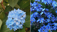 Thick Blue Geranium Flower seeds for Planting Low Maintenance Heirloom & GMO Free Seeds for Home Garden