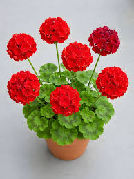 Geranium Deep Red Flower seeds for Planting - Cut Flower Favorite, Heirloom & GMO Free Seeds for Home Garden