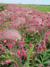 Triflorum Flower seeds for Planting - Long Bloom Season, Heirloom & GMO Free Seeds for Home Garden