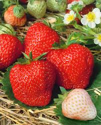 Erdbeere Strawberry Seeds for Planting - Grow Juicy Homegrown Strawberries