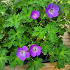 Cranesbill Geranium Seeds for Planting - Perennial Flowering Seeds