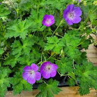 Cranesbill Geranium Seeds for Planting - Perennial Flowering Seeds