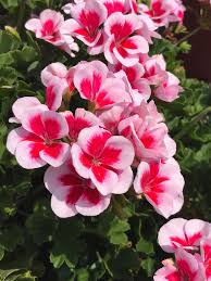 Dark Pink White Geranium Flower Seeds for Planting Seasonal Bloomer Heirloom & GMO Free Seeds for Home Garden
 
 Sale