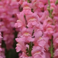 Pink Antirrhinum Flower Seeds for Planting Bright Blooms Heirloom & GMO Free Seeds for Home Garden
 
 Sale