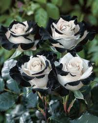 Gray White Rose Flower Seeds for Planting Pollinator Friendly Heirloom & GMO Free Seeds for Home Garden
 
 Sale