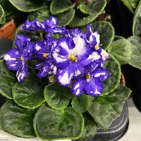 White Blue Mini Violet Flower Seeds for Planting Garden Favorite Heirloom & GMO Free Seeds for Home Garden
 
 Sale