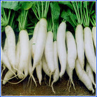 Radish Vegetable Seeds for Easy Planting