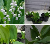Lily of The Valley Seeds for Planting  Perennial Flower Seeds for Your Garden