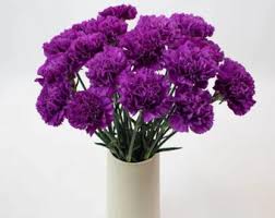Deep Purple Carnation Flower seeds for Planting - Garden Favorite, Heirloom & GMO Free Seeds for Home Garden