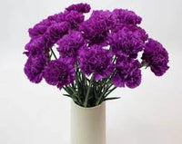 Deep Purple Carnation Flower seeds for Planting - Garden Favorite, Heirloom & GMO Free Seeds for Home Garden