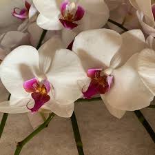 Pink White Orchid Flower Seeds – Compact Growth Heirloom & NonGMO for Home Garden
 
 Sale