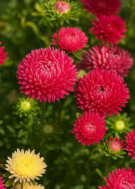 Red China Aster Flower Seeds for Planting Cut Flower Favorite Heirloom & GMO Free Seeds for Home Garden
 
 Sale