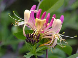 Honeysuckle Flower seeds for Planting - Long Bloom Season, Heirloom & GMO Free Seeds for Home Garden
