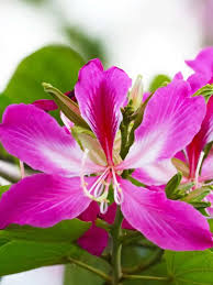 Pink Vietnam Milk Flower seeds for Planting Premium Quality Heirloom & GMO Free Seeds for Home Garden 
 
 Sale