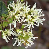 White Loropetalum Flower seeds for Planting - Low Maintenance, Heirloom & GMO Free Seeds for Home Garden