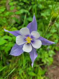 Sky Blue Columbine Flower seeds for Planting Perfect for Borders Heirloom & GMO Free Seeds for Home Garden