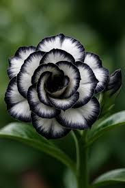 Green Black Adenium Obesum Flower seeds for Planting Fragrant Blossoms Heirloom & GMO Free Seeds for Home Garden