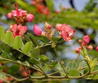 Yellow Pink Marginata Flower seeds for Planting - Easy to Grow, Heirloom & GMO Free Seeds for Home Garden