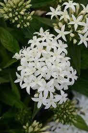White Pentas Starla Flower Planting - Seeds for Brightening Your Garden with Stunning Blooms