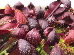 Carnivorous Flower seeds for Planting - Garden Favorite, Heirloom & GMO Free Seeds for Home Garden
