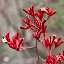 Anigozanthos Flavidus Flower seeds for Planting Colorful Display Heirloom & GMO Free Seeds for Home Garden