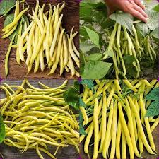 Yellow Bean Vegetable Seeds for Planting