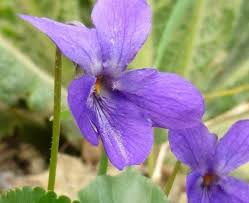 Violet English Flower seeds for Planting Cottage Garden Essential Heirloom & GMO Free Seeds for Home Garden