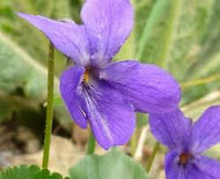 Violet English Flower seeds for Planting Cottage Garden Essential Heirloom & GMO Free Seeds for Home Garden