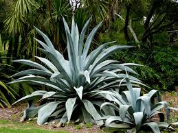 Green Agave Ferox Flower seeds for Planting - Sun Loving, Heirloom & GMO Free Seeds for Home Garden