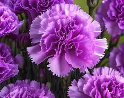 Deep Purple Carnation Flower seeds for Planting - Garden Favorite, Heirloom & GMO Free Seeds for Home Garden