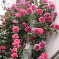 Rose Flower Planting Seeds
