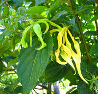 Cananga Odorata Flower seeds for Planting - Bright Blooms, Heirloom & GMO Free Seeds for Home Garden