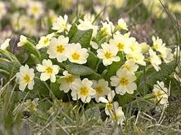 Cream Primula Malacoides Flower Seeds for Planting Vibrant Colors Heirloom & GMO Free Seeds for Home Garden
 
 Sale