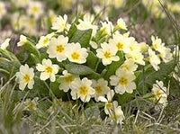 Cream Primula Malacoides Flower Seeds for Planting Vibrant Colors Heirloom & GMO Free Seeds for Home Garden
 
 Sale