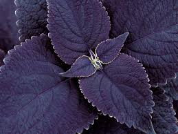 Black Coleus Flower seeds for Planting Drought Tolerant Heirloom & GMO Free Seeds for Home Garden