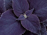 Black Coleus Flower seeds for Planting Drought Tolerant Heirloom & GMO Free Seeds for Home Garden
