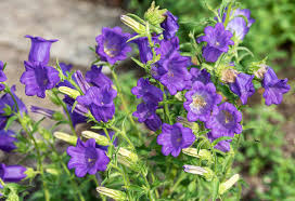 Blue Abutilon Striatum Flower seeds for Planting - Cut Flower Favorite, Heirloom & GMO Free Seeds for Home Garden