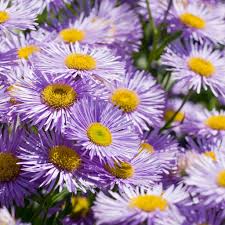 Purple Yellow Erigeron Flower seeds for Planting - Cottage Garden Essential, Heirloom & GMO Free Seeds for Home Garden